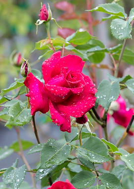 raindrops on the rose