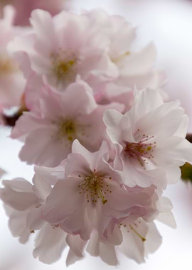pink flowers on tree