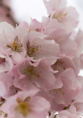 pink flowers on tree