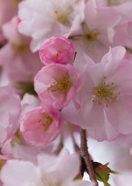 pink flowers on tree