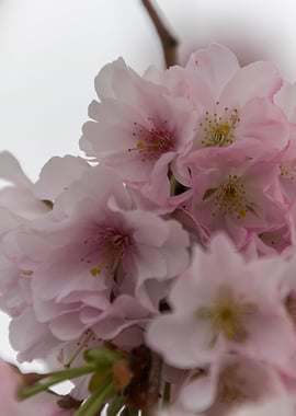 pink flowers on tree
