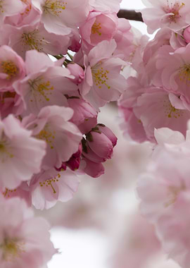 pink flowers on tree
