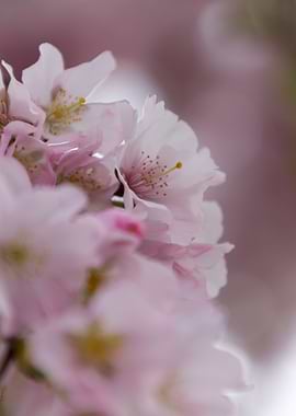 pink flowers on tree