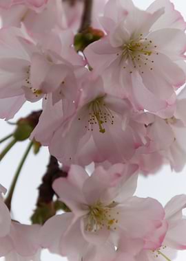 pink flowers on tree