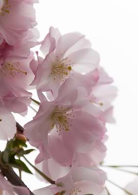 pink flowers on tree