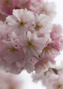 pink flowers on tree