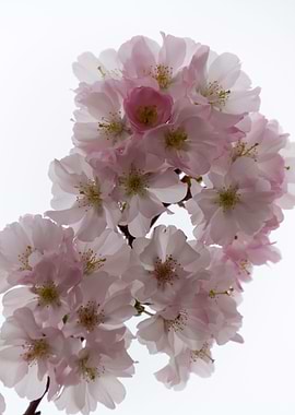 pink flowers on tree