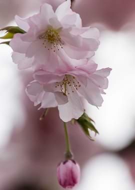 pink flowers on tree