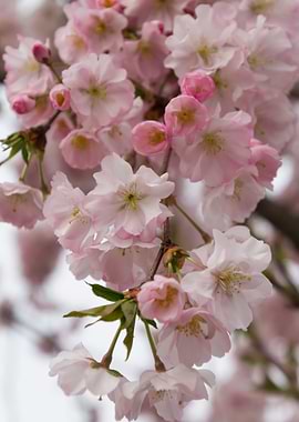 pink flowers on tree