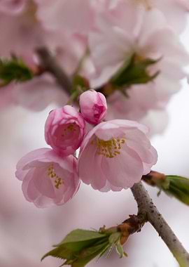 pink flowers on tree