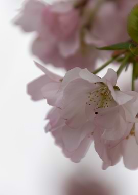 pink flowers on tree