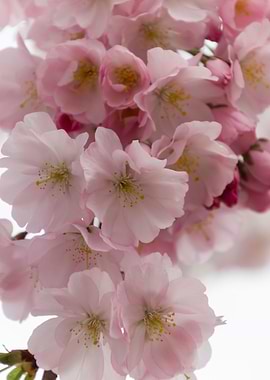 pink flowers on tree