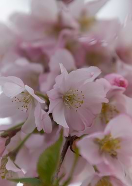 pink flowers on tree