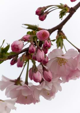 pink flowers on tree