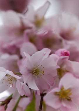pink flowers on tree