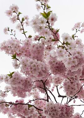 pink flowers on tree