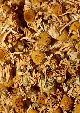 Chamomila recutita flowers