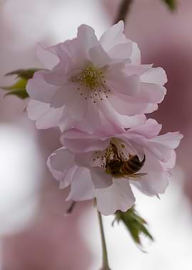 pink flowers on tree