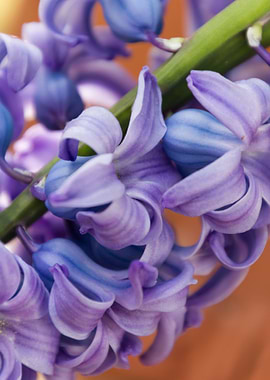 hyacinth flower