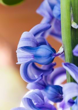 hyacinth flower
