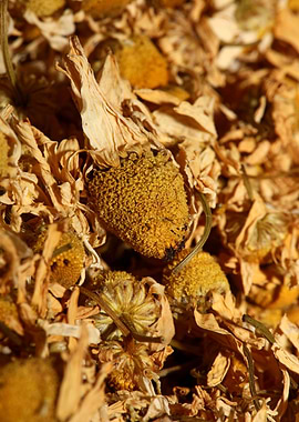 Chamomila recutita flowers