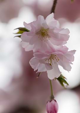 pink flowers on tree