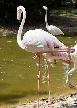 pink flamingo in the farm