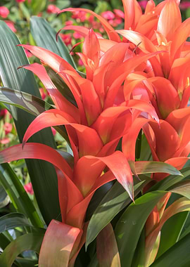 guzmania lingulata