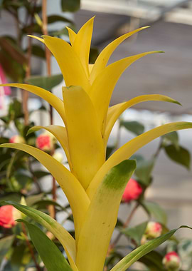 guzmania lingulata
