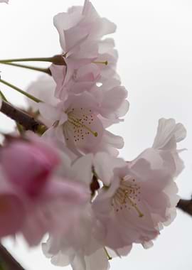 pink flowers on tree