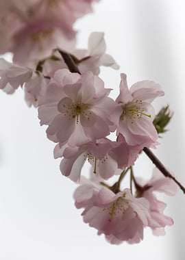 pink flowers on tree