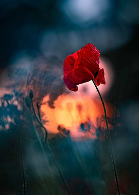 Sunny poppy