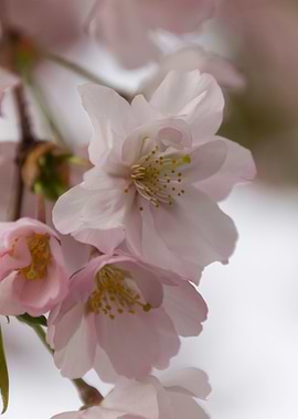 pink flowers on tree