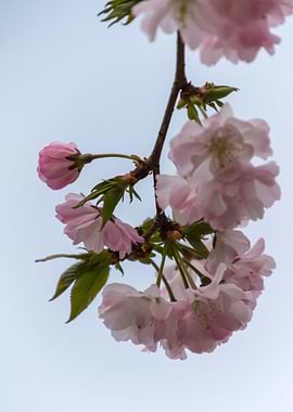 pink flowers on tree