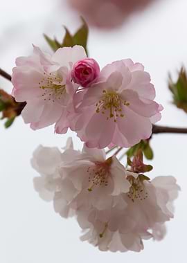 pink flowers on tree