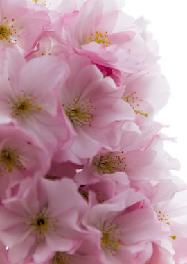 pink flowers on tree