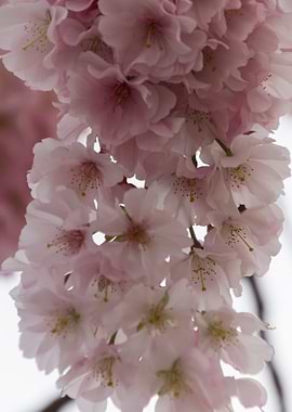 pink flowers on tree