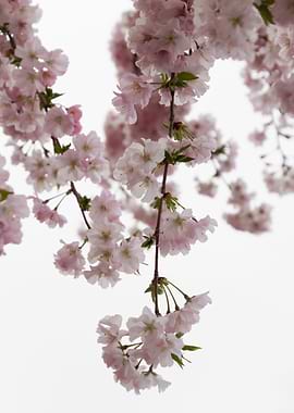 pink flowers on tree
