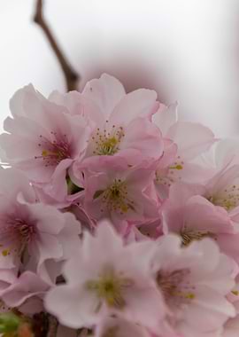 pink flowers on tree