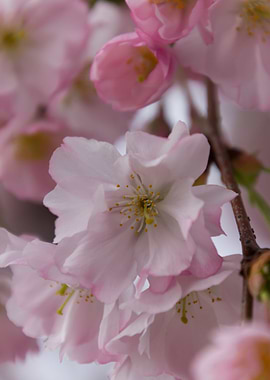 pink flowers on tree