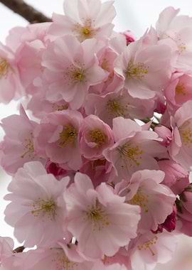 pink flowers on tree