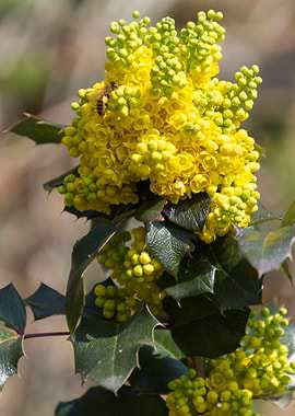 mahonia in the garden
