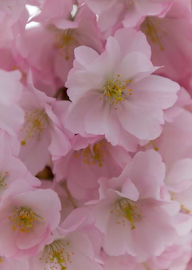 pink flowers on tree