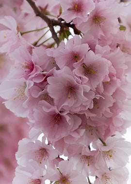 pink flowers on tree