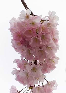 pink flowers on tree
