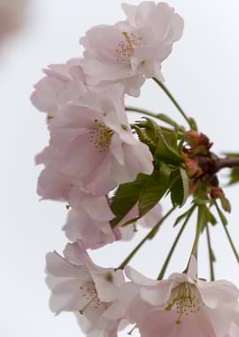 pink flowers on tree