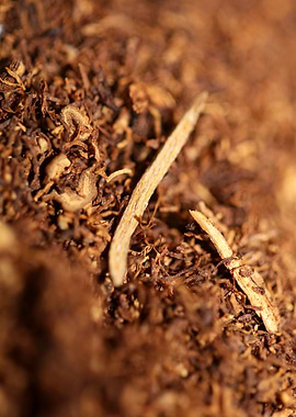 Rolling tobacco leaves