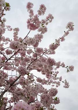 pink flowers on tree