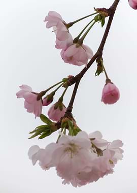 pink flowers on tree