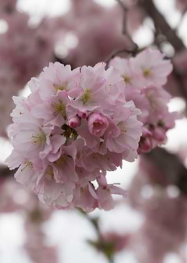 pink flowers on tree